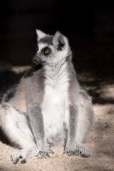 Wall Mural - The Ring-tailed lemur backs is grey with grey limbs and dark grey heads and necks. They have long striped tails.