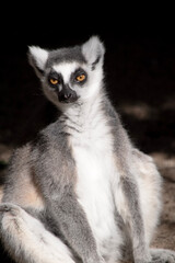 Wall Mural - The Ring-tailed lemur backs is grey with grey limbs and dark grey heads and necks. They have long striped tails.