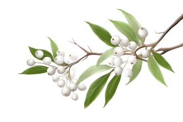 Poster - White mistletoe blossom flower plant.