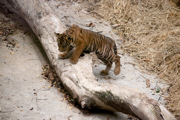 Tiger cubs are born with all their stripes and drink their mother's milk until they are six months old and then only eat meat.