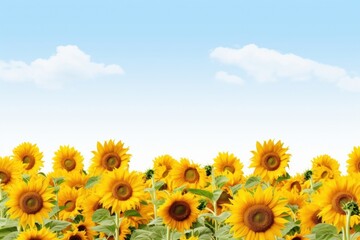 Canvas Print - Sunflower backgrounds outdoors nature.