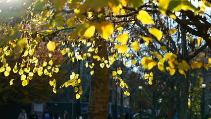 The beautiful campus autumn view in the University of Pennsylvania in Philadelphia