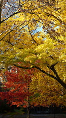 The beautiful campus autumn view in the University of Pennsylvania in Philadelphia