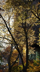 The beautiful campus autumn view in the University of Pennsylvania in Philadelphia