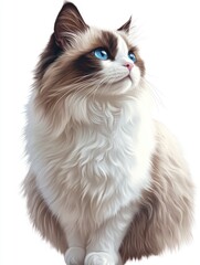  Fluffy Siamese Cat