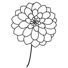 hand-drawn-zinnia-flower-vector line art