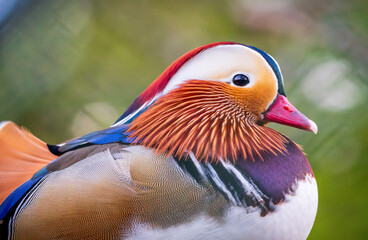 Close-up Portrait of a Vibrant Mandarin Duck