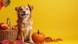 © Karina - Happy dog surrounded by autumn leaves and pumpkins in a fall setting