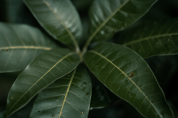 A stunning close-up of leaves in their natural element, showcasing the intricate details and vibrant green colors of the outdoors