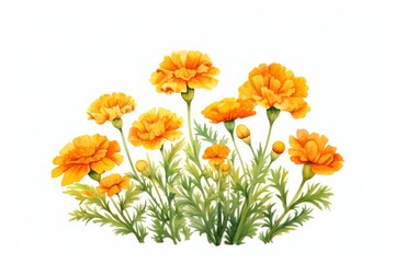 Sticker - Marigold flower garden plant petal herbs.