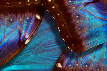 Aufkleber - bright blue wings of a tropical morpho butterfly. pattern of butterfly wings. close up   