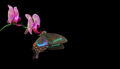 Aufkleber - bright swallowtail butterfly on purple orchid flowers isolated on black. butterfly on flowers