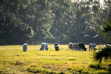 Feeding of cattle on farmland grassland. Milk cows grazing on green farm pasture on warm summer day