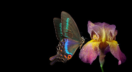 Aufkleber - colorful tropical swallowtail butterfly on purple iris flower in water drops isolated on black. copy space