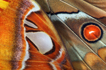 Aufkleber - bright colorful wings of tropical butterflies morpho and atlas. macro photography of butterfly wings
