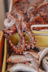 Fresh Seafood Octopus and Fish on Display at Market in Mola di Bari, puglia