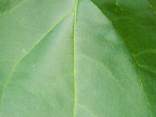 Green leaf background from tropical area