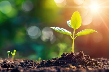 Poster - Plant growing soil outdoors nature.