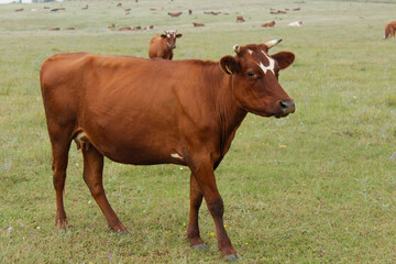 cows in a field