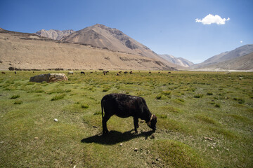 A lone cow grazing in a serene high-altitude meadow with mountains in the background