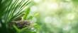 © nattapon98 - A bird sitting in a nest surrounded by green leaves and soft bokeh background.