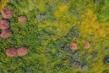 Fototapete - An aerial view highlights a colorful meadow featuring clusters of pink and yellow flowers, surrounded by lush greenery, conveying a sense of peace and natural beauty.