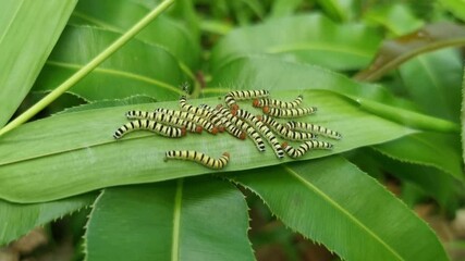 Wall Mural - Macro of group hairy caterpillar insects on green leaves. Handheld footage.