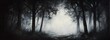 © Mr image - 127. A dark forest scene with soft lighting, evoking mystery and nature