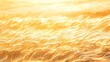 © Archara - A field of golden wheat sways in the warm summer breeze.