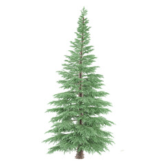 3d illustration of fir tree isolated on transparent canvas