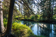© Shawn.ccf - Calm river in green pine trees forest, sunlight reflected on the water. Fenland Trail in summer sunny day. Banff National Park, Canadian Rockies, Alberta, Canada.