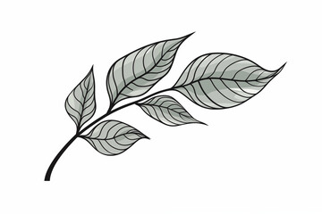 Wall Mural - A vector hand drawn leaf isolated on transparent background