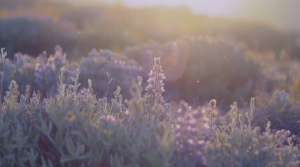 Poster - serene landscape featuring delicate wildflowers bathed in soft sunlight, creating tranquil and dreamy atmosphere. gentle hues and warm light evoke sense of peace and natural beauty