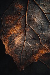 Wall Mural - A close-up view of a single leaf on a black surface, great for representing nature or simplicity