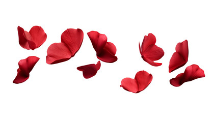 Wall Mural - flying red flowers isolated on transparent background cutout
