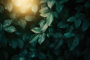 Poster - A sunny day with leaves of a tree letting in warm sunlight