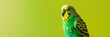 © Shutter2U - Close-up of a green and yellow budgie on a green and yellow background.
