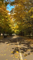 Wall Mural - Walk in the park on a bright sunny autumn day
