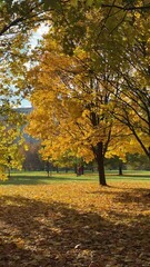 Wall Mural - Walk in the park on a bright sunny autumn day