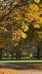 Wall Mural - Walk in the park on a bright sunny autumn day