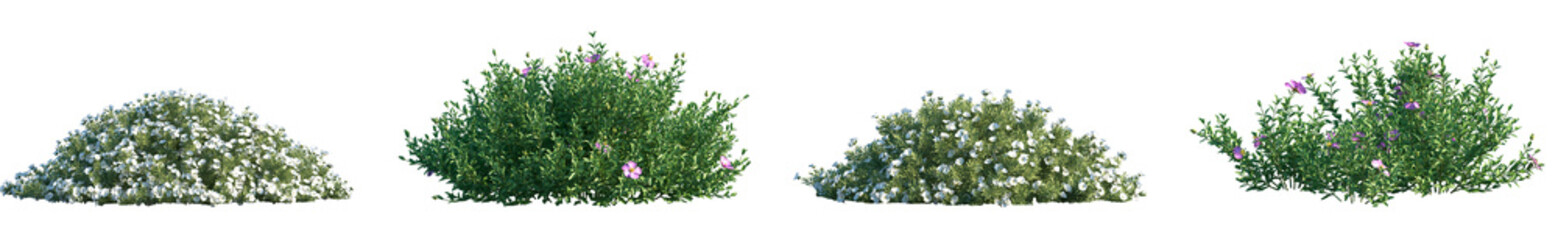 Wall Mural - set of convolvulus cneorum and cistus incanus frontal isolated png in sunny daylight on a transparen