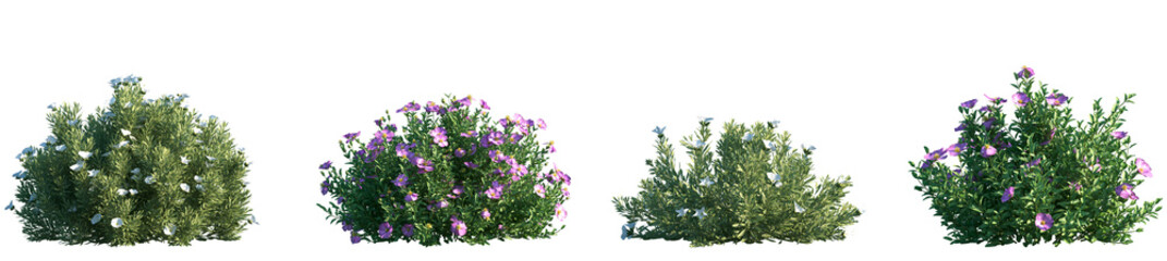 Wall Mural - set of convolvulus cneorum and cistus incanus frontal isolated png in sunny daylight on a transparen
