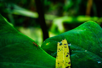 Tiny Ant on a Giant Leaf: A small red ant crawls across the surface of a large, lush green leaf, its journey framed by the blurred background of a vibrant tropical garden.