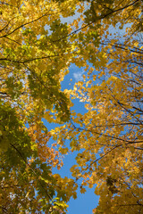 Wall Mural - Bright yellow maple foliage on a sunny autumn day