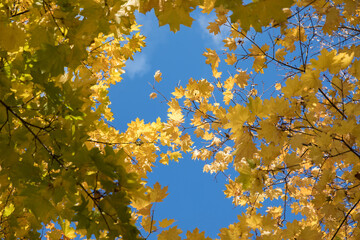 Wall Mural - Bright yellow maple foliage on a sunny autumn day