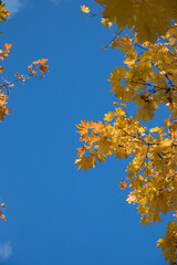 Wall Mural - Bright yellow maple foliage on a sunny autumn day
