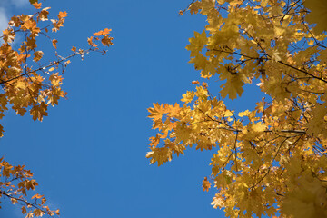 Wall Mural - Bright yellow maple foliage on a sunny autumn day