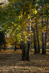 Wall Mural - Walk in the park on a bright sunny autumn day