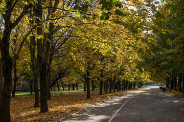 Wall Mural - Walk in the park on a bright sunny autumn day