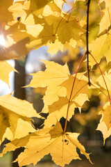 Wall Mural - Bright yellow maple foliage on a sunny autumn day